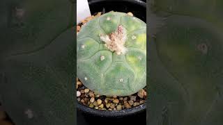 銀冠玉錦１ 2024 09 22 Lophophora fricii＃shorts [upl. by Arda303]