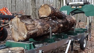 Cutting a Knotty Spruce on the sawmill and property clean up sawmill [upl. by Idnahk]