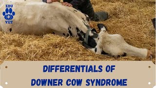 Differential Diagnosis in Downer Cow Syndrome [upl. by Griselda165]