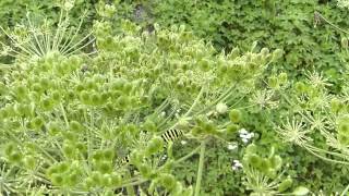 Caterpillars of Common Yellow Swallowtail キアゲハ終齢幼虫がオオハナウドの実を摂食 [upl. by Sualocin]