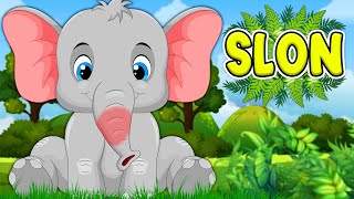 SLON 💛 HIT pesmica za decu 💜 Pesmice o životinjama ❤️️ Dečije pesmice 💚 Elephant song 💜 [upl. by Huda]