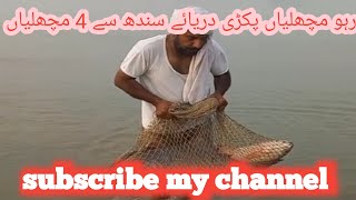 fishing hunting youtubeviral video so big rho fish 🐠🐠🐠🐠 catch by hock 🪝 river sindh [upl. by Rimahs]