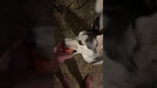 Husky Dusky Applesauce huskiesofyoutube husky cuteanimals puppy siberianhusky [upl. by Nnaeitak]