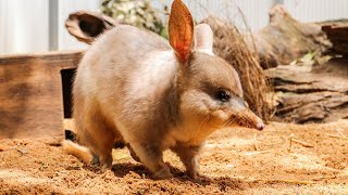 Bilby Conservation [upl. by Wappes]