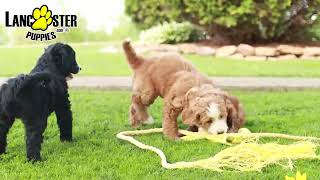 Outgoing Bernedoodle Puppies [upl. by Eirahcaz]