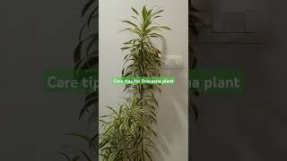 Dracaena plant care tips Water weekly keep in bright indirect light organic fertilizer monthly [upl. by Siegel]