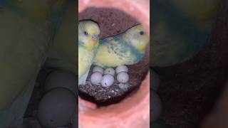 Budgies Eggs Hatching Time  Rainbow Birds Eggs foryourpage birdeggs budgies shortvideo shorts [upl. by Alasteir]