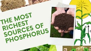 5 most richest sources of Phosphorus for your plants gardeningtips gardeningideas [upl. by Adnoved849]