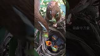 This time the chicks finally got enough to eat  雏鸟们这次总算吃饱了 birds nature birdsounds [upl. by Nylorac]