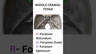 SKULL FORAMINA CONTENTS MNEMONIC INBDEINICETNEET MDS shorts medical anatomy biology mbbs [upl. by Alemac364]