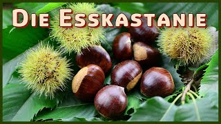 Baumarten Basics Die Esskastanie Castanea sativa  Jowis Wald [upl. by Karlotte924]