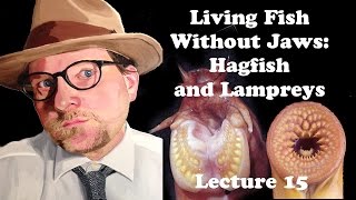 Lecture 15 Living Fish Without Jaws Hagfish and Lampreys [upl. by Miharba124]