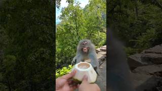 give the monkey a coconut  satisfying peeling coconut shorts coconut cuttingskills [upl. by Joanna928]