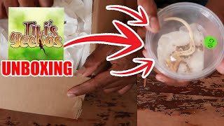 Tikis Geckos Unboxing [upl. by Einnalem]