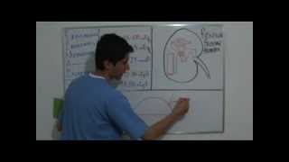 FISIOLOGÍA RENAL PARTE 1de 4 Curso Completo Ver Descripción [upl. by Dorina]