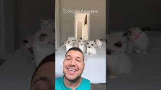 Subscribe if you love kittens ❤️❤️❤️ shorts cat funny kitten pets viral comedy [upl. by Gorski]