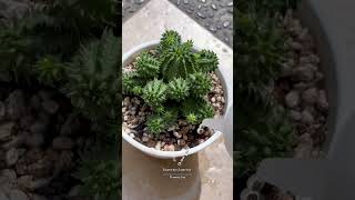 Euphorbia suzannae euphorbia cactus desertplants plantlover succulent cactusmania garden [upl. by Aramas]