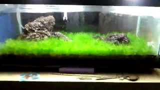 Emersed Dwarf Hairgrass 4 Week Update [upl. by Klump]