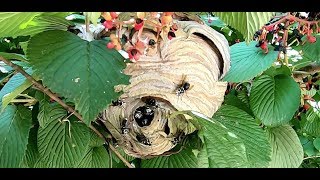 Hornet Nest Adjacent To Pool Removed [upl. by Hassett]