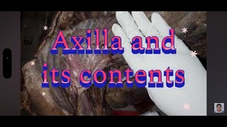 Axilla Boundaries and its Contents drchitrashumananatomy [upl. by Anyalram]