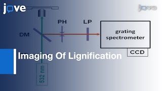 LabelFree Imaging Of Lignification In Plant Cell Walls l Protocol Preview [upl. by Brufsky]