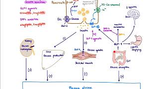 Pharmacology  DRUGS FOR DIABETES MADE EASY [upl. by Nylanaj772]