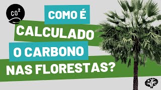 Como é Calculado o Carbono nas Florestas [upl. by Haldane]