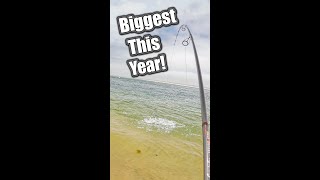 How I Caught My BIGGEST Fish fishing saltwater bluefish [upl. by Oiramrej]