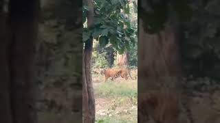 Tiger Sighting Jim Corbett National Park [upl. by Lawlor62]