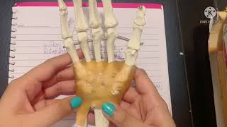 Introduction to the Hand  Palm  Flexor Retinaculum  Palmar aponeurosis  Deep fascia  Front hand [upl. by Ezana664]