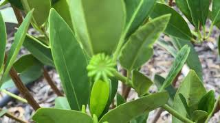 Star Anise Plant [upl. by Letta878]