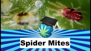 SPIDER MITES and How To Identify Prevent and Exterminate them  Cannabis Growing [upl. by Wilson]