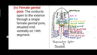 Reproductive system of Pheretima Earthworm [upl. by Ataymik245]