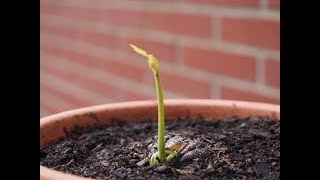 🌱Como germinar y plantar un castaño utilizando una castaña🌰 [upl. by Francoise350]