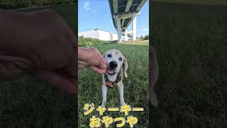 尼崎の森は今日も涼しいで ビーグル 老犬 beagle ＃尼崎の森 [upl. by Ahsineb]