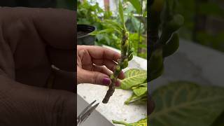 How to cut a croton plant and put It in the soil 🪴🥰homegarding 🏡🧑‍🌾ytshots viralshorts [upl. by Robinia]