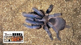 Chilobrachys Dyscolus blue Rehousing [upl. by Atiroc]