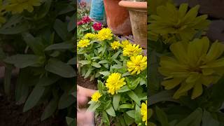 Zinnia Flower Growing shorts ytshorts gardening [upl. by Parsons]