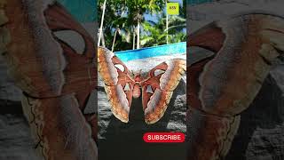 Atlas Moth seen in village todayAndamanviral [upl. by Hayyim]