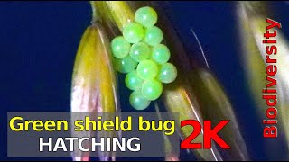 Raising Green shield bug from eggs Timelapse 2K [upl. by Tiedeman530]