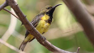 Olive backed Sunbird Sound Subsong  Cinnyris jugularis [upl. by Ahsikel]