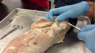 Shawn Villalpando Cat Dissection  muscles [upl. by Vivianna173]