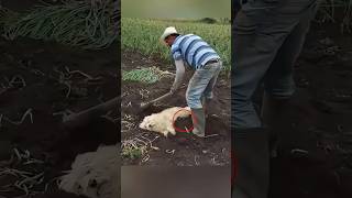 He put his dog in the mud for this reason 🥺❤️ dog animals love [upl. by Havot]