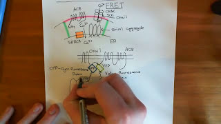 Fluorescence Resonance Energy Transfer FRET [upl. by Cadal]