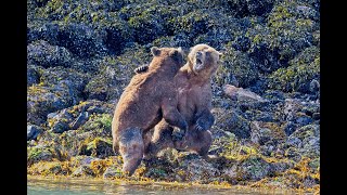 Epic Bear Fight  NO MUSICFull length [upl. by Eissat]