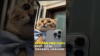 Cat Stepan Ukraine  WIBA 2022 shorts [upl. by Eimia]