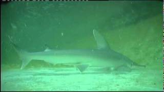 Electroreception in Sharks [upl. by Franciscka]