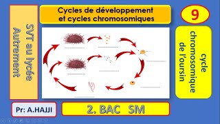 Fécondation externe chez loursin  cycle de développement et cycle chromosomique [upl. by Asiil]