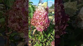 Гортензия метельчатая Hydrangea paniculata Indian SummerRed Velvet [upl. by Motch]