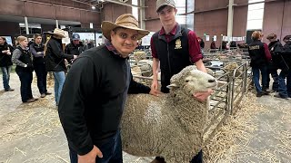 ￼AUSTRALIAN SHEEP AND WOOL SHOW farming [upl. by Enyamart]